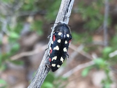 Acmaeodera gibbula