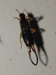 Forficula auricularia