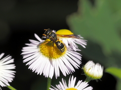 Gymnomerus laevipes
