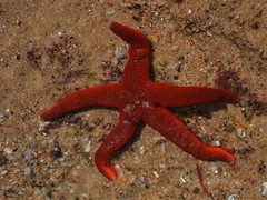 Echinasteridae
