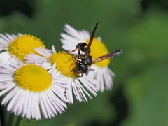 Gymnomerus laevipes