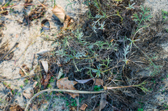 Artemisia campestris caudata