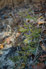 Artemisia campestris caudata