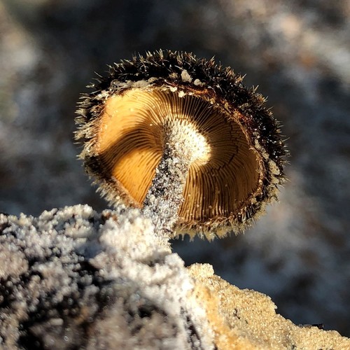 Lentinus berteroi