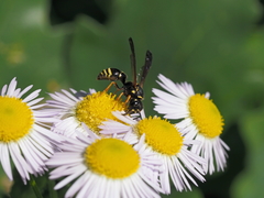 Gymnomerus laevipes