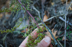 Artemisia campestris caudata