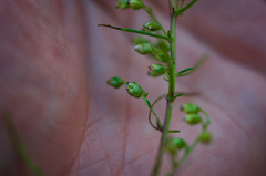 Artemisia campestris caudata
