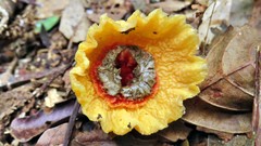 Abrachium floriforme