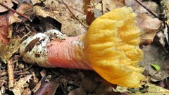 Abrachium floriforme