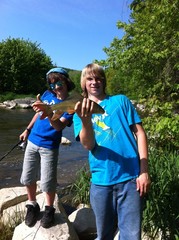 Moxostoma macrolepidotum