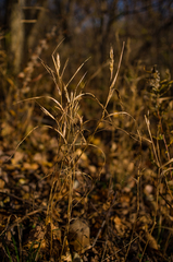 Elymus virginicus virginicus
