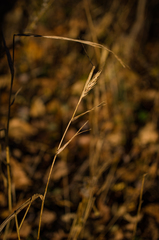 Elymus virginicus virginicus