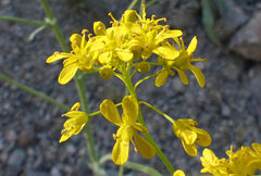 Isatis tinctoria