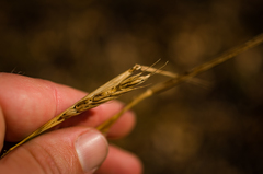 Elymus virginicus virginicus