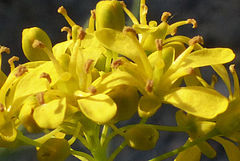 Isatis tinctoria
