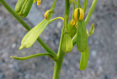 Isatis tinctoria