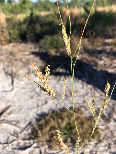 Polygonella gracilis image