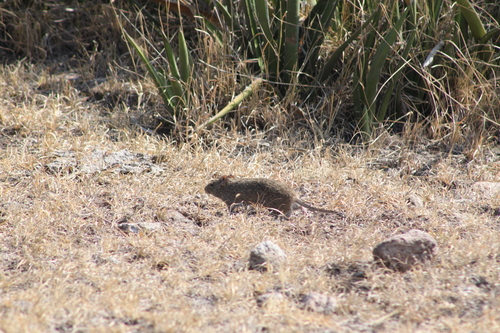 white-eared cotton rat