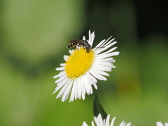 Monosapyga clavicornis