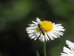 Monosapyga clavicornis