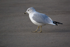 Larus delawarensis