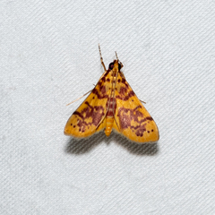 Conogethes haemactalis