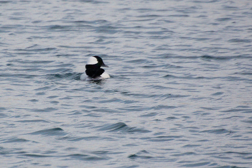 Bufflehead photographed in Illinois