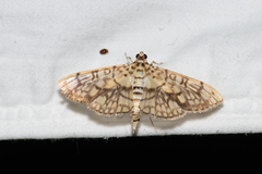 Haritalodes obliqualis