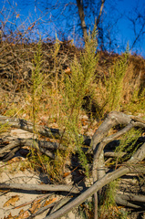Artemisia campestris caudata