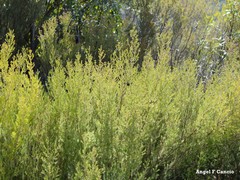 Erica australis