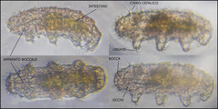 Echiniscidae