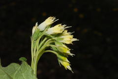 Symphytum bulbosum