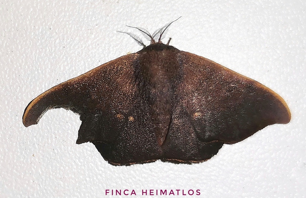 Alheita rionica