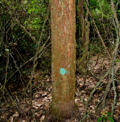 Guarea macrophylla