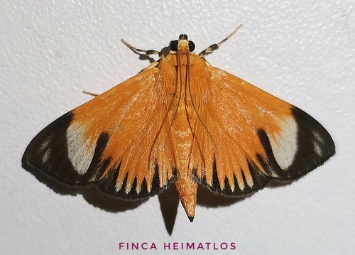 Phostria lithosialis
