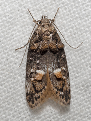 Eulechria callidesma