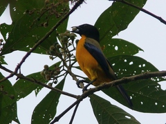 Anisognathus notabilis