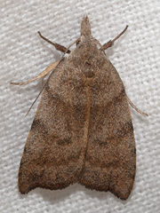 Tortricopsis euryphanella