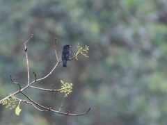 Bangsia melanochlamys