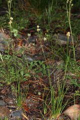Juncus chlorocephalus