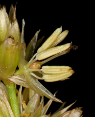 Juncus chlorocephalus