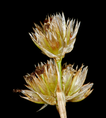 Juncus chlorocephalus