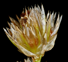 Juncus chlorocephalus