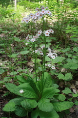 Primula japonica