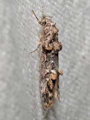 Eulechria callidesma