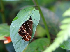 Oxeoschistus simplex