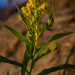 Tall Goldenrod - Photo (c) Erik Danielsen, some rights reserved (CC BY-NC), uploaded by Erik Danielsen