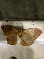 Syntherata melvilla