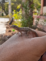 Phyllodactylus reissii