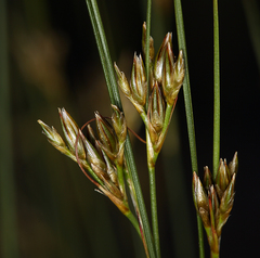 Juncus confusus